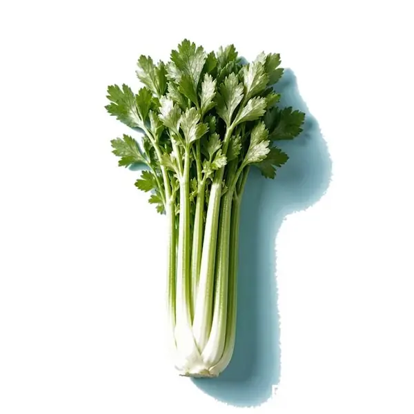 芹菜 / Celery