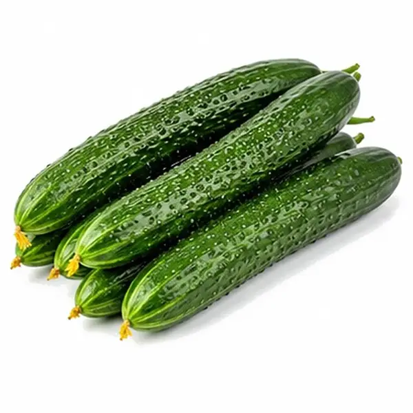中国黄瓜 / Chinese Cucumber