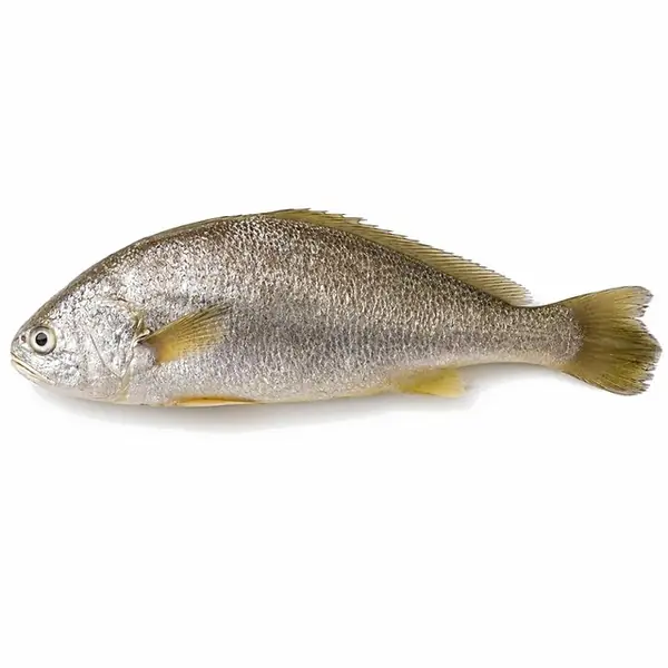 大黄鱼 / Large Yellow Croaker