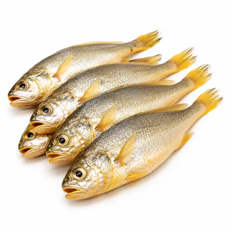 小黄鱼 / Small Yellow Croaker