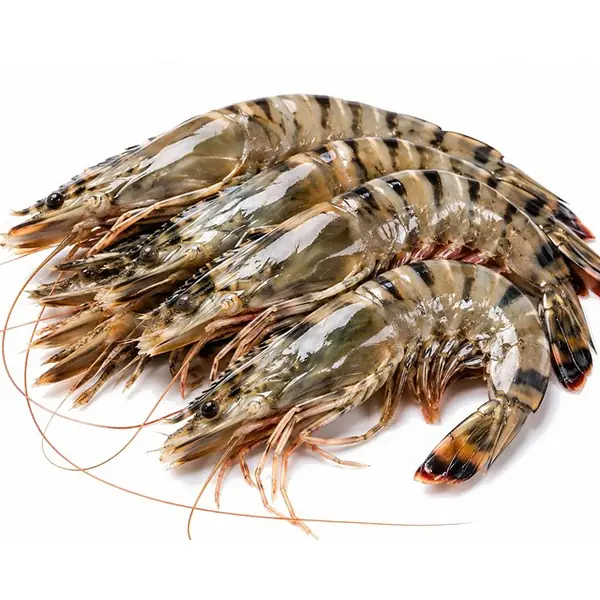 虎虾 / Tiger Prawn