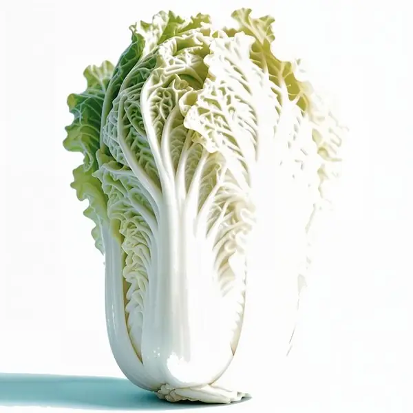 大白菜 / Napa Cabbage