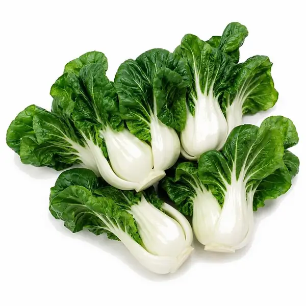 奶白菜 / Dwarf Bok Choy