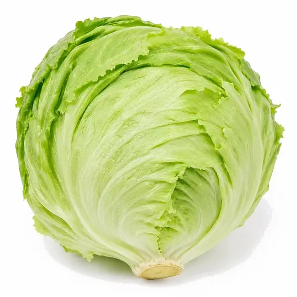 圆生菜 / Iceberg Lettuce