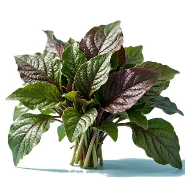 红苋菜 / Red Amaranth