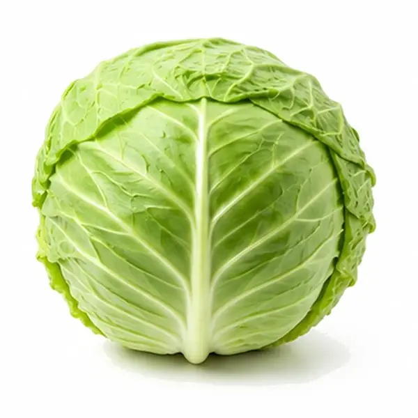 圆白菜 / Cabbage