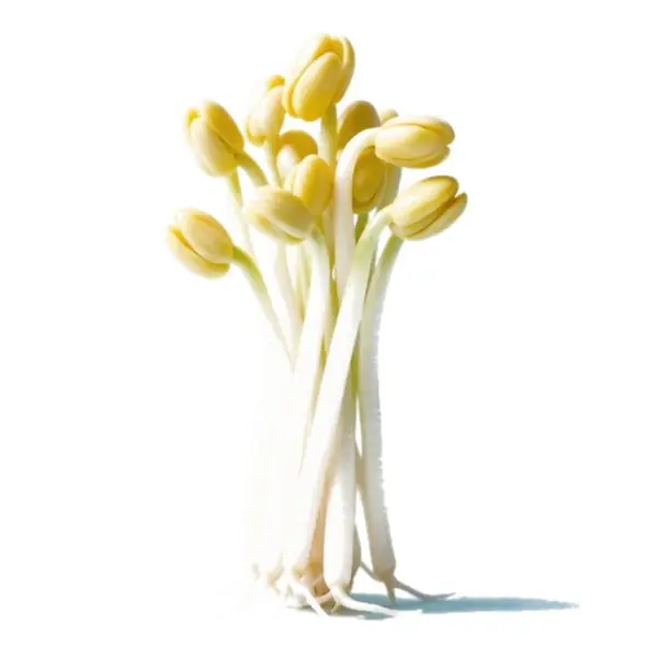 黄豆芽 / Soybean Sprouts