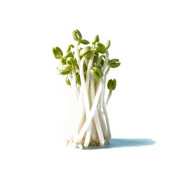 绿豆芽 / Mung Bean Sprouts