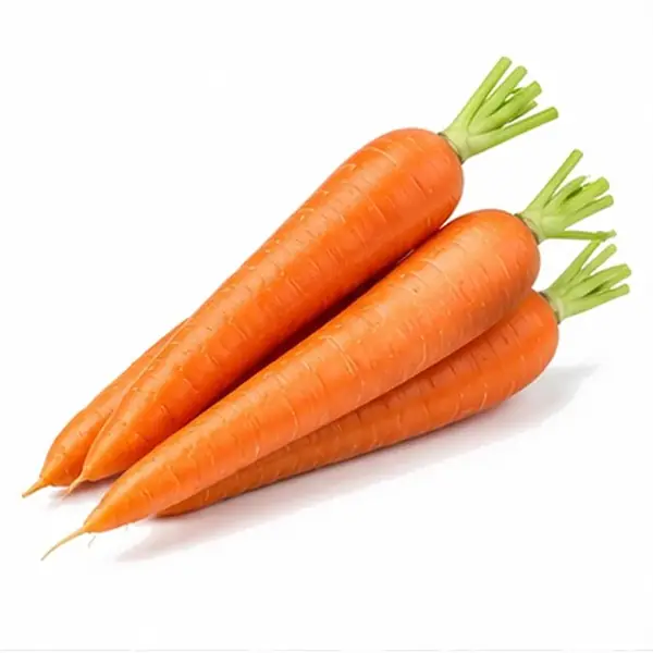 胡萝卜 / Carrot